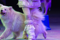 Cirque en salle avec animaux (chiens, chats, lapins, etc) pour Arbre de Noël !