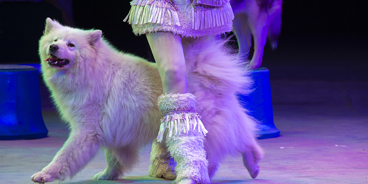 Cirque en salle avec animaux (chiens, chats, lapins, etc) pour Arbre de Noël !